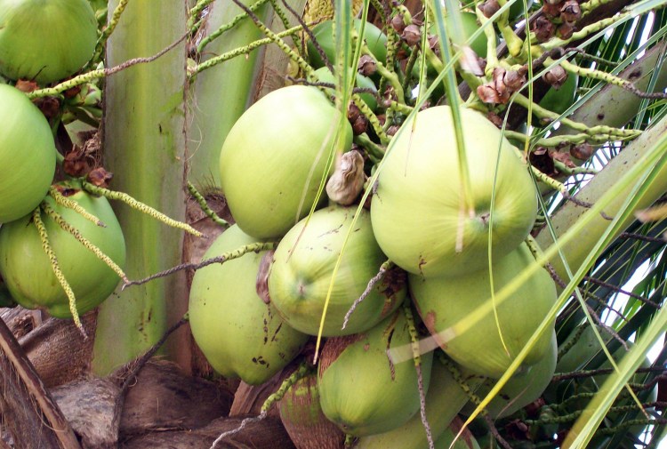 Fresh coconuts