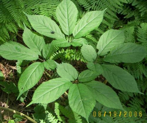 American Ginseng