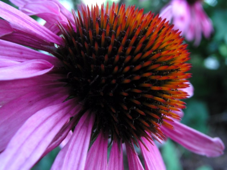Echinacea