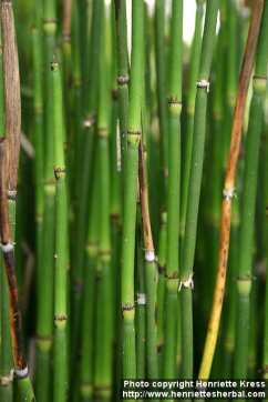 d08_3035_equisetum-hyemale