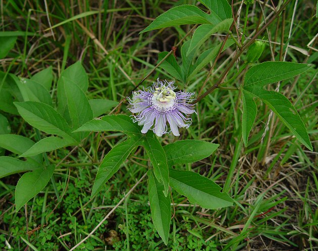 Passiflora_incarnata_plant