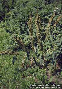 rumex-longifolius