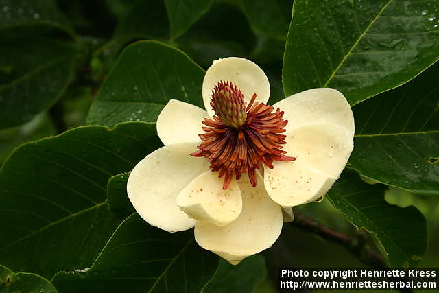 d08_2871_magnolia-x-wieseneri