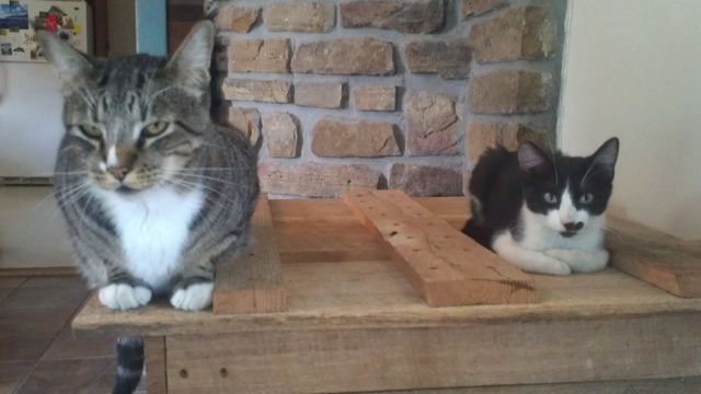 Otter and Bois d'arc: My chief tick collectors