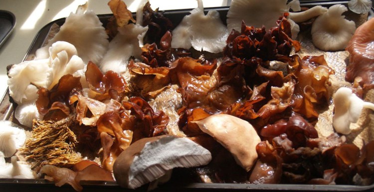 Oyster Mushrooms, Wood Ears, Coral Fungus, and Boletes. FYI, I didn't eat all of these mushroom varietes