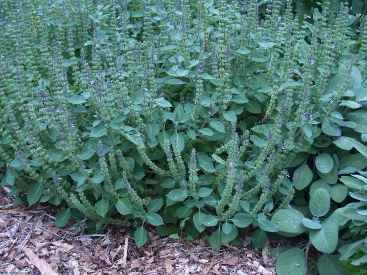My Holy Basil, just from one plant