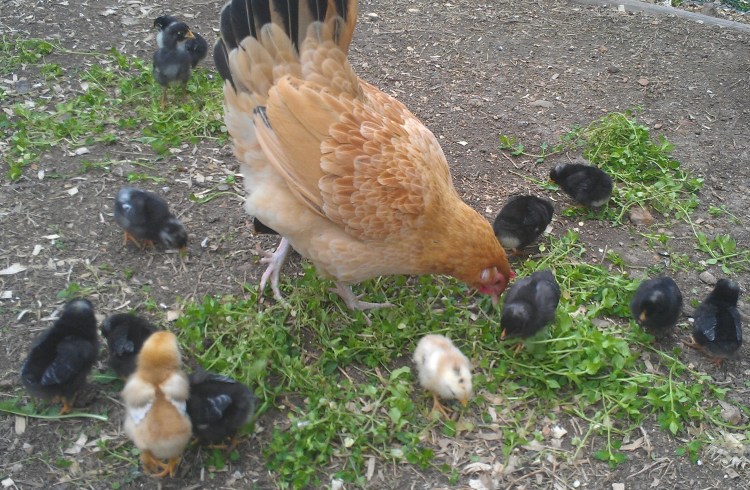 Gabbie and her brood enjoying chickweed