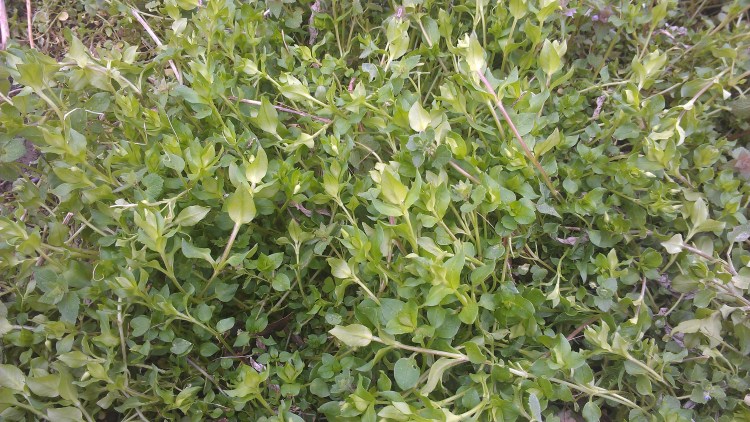Chickweed