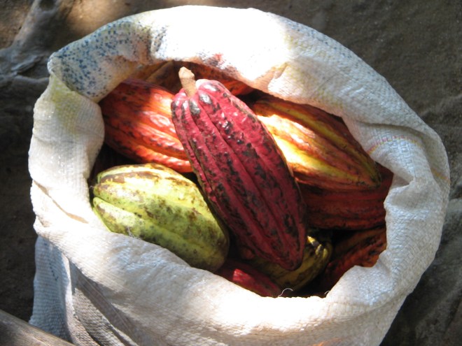 These cacao pods are full of heart healthy cacao beans