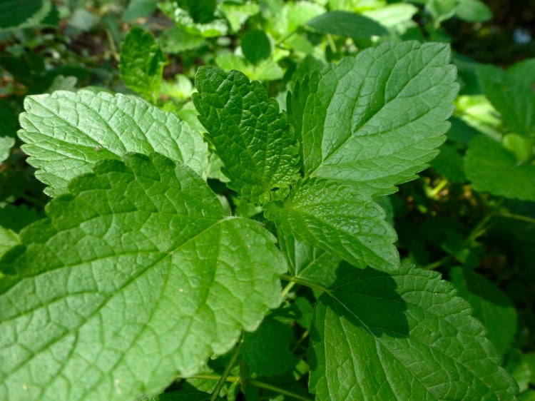 Lemonbalm