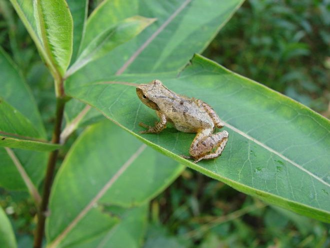 Spring Peeper