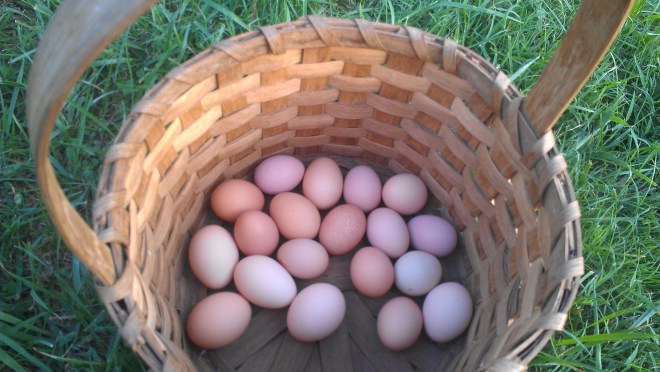 eggs in basket