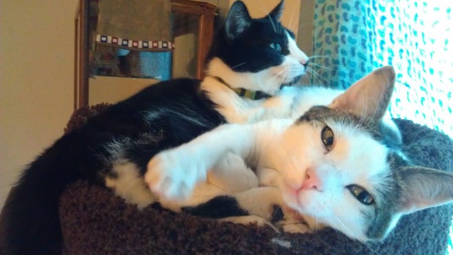 Moonpie and Bois D'arc