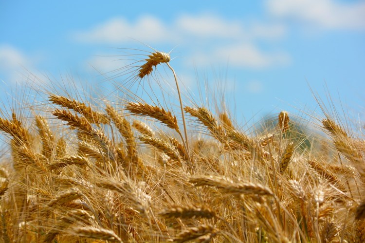 wheat-173366_1280