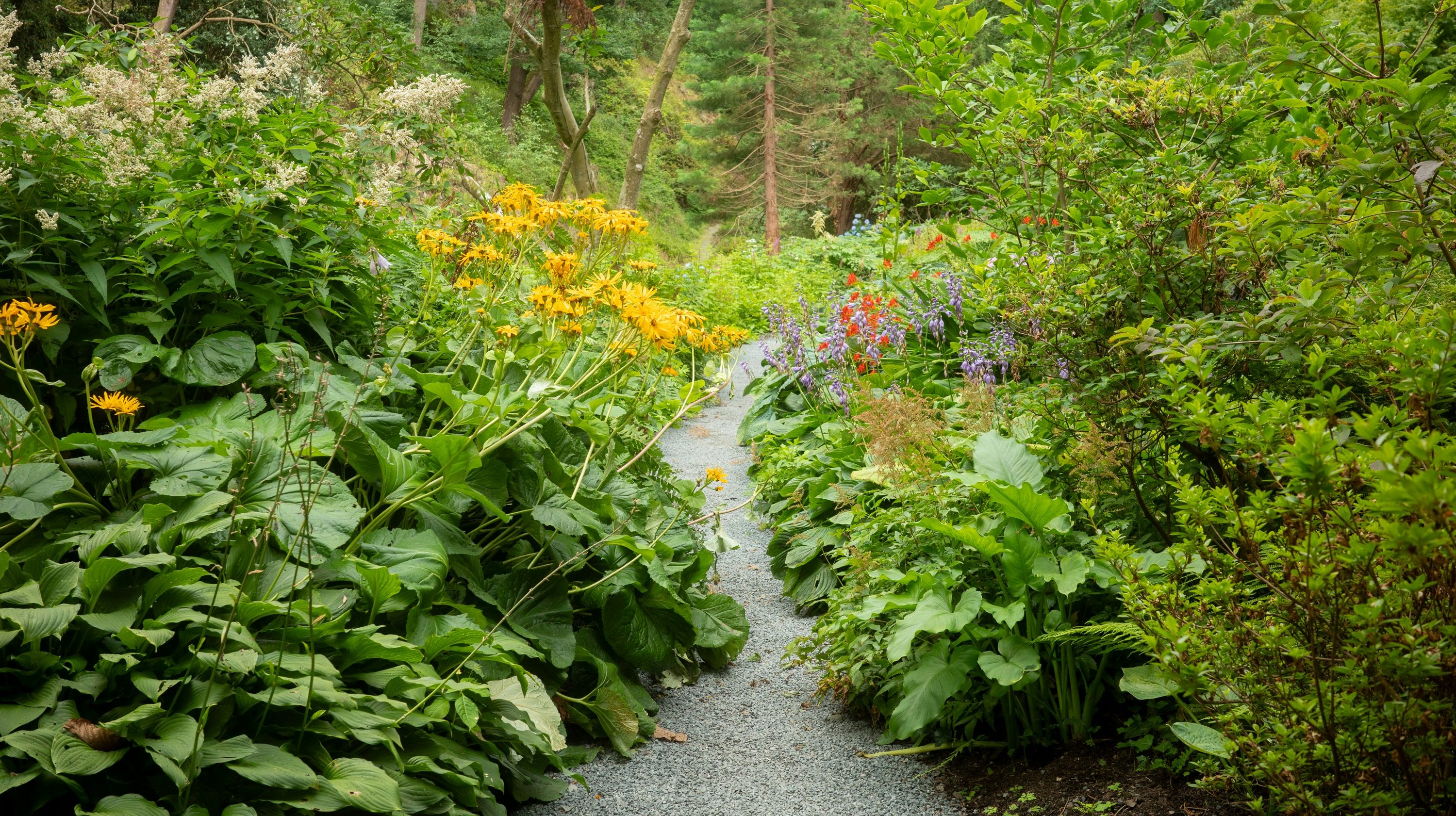 A path through a flowering garden